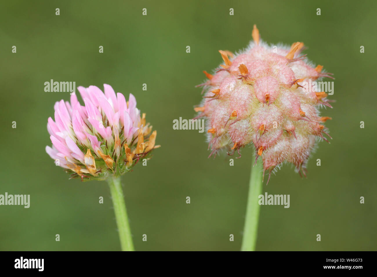 Strawberry Clover Trifolium fragiferum Stock Photo