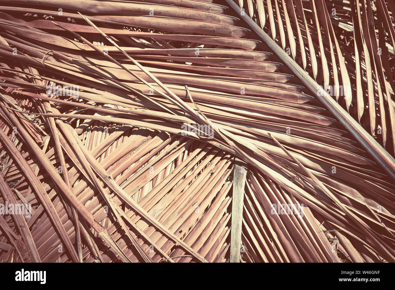 Grunge texture of dry palm tree leaf. Nature background Stock Photo