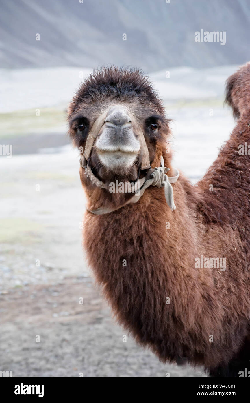 Close up funny camel face. Pastoral scenery with domestic animals at Nubra  valley, part of Silk Road. Ladakh, North India Stock Photo - Alamy