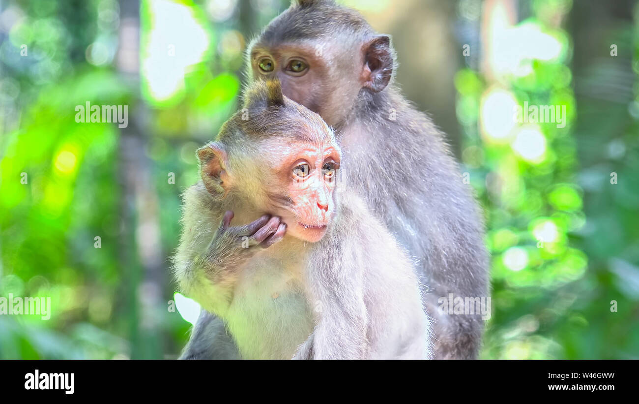 Cute monkey baby watching around. Crab-eating or long-tailed macaques (Macaca fascicularis). Funny exotic animals in their natural habitat. Bali, Indo Stock Photo