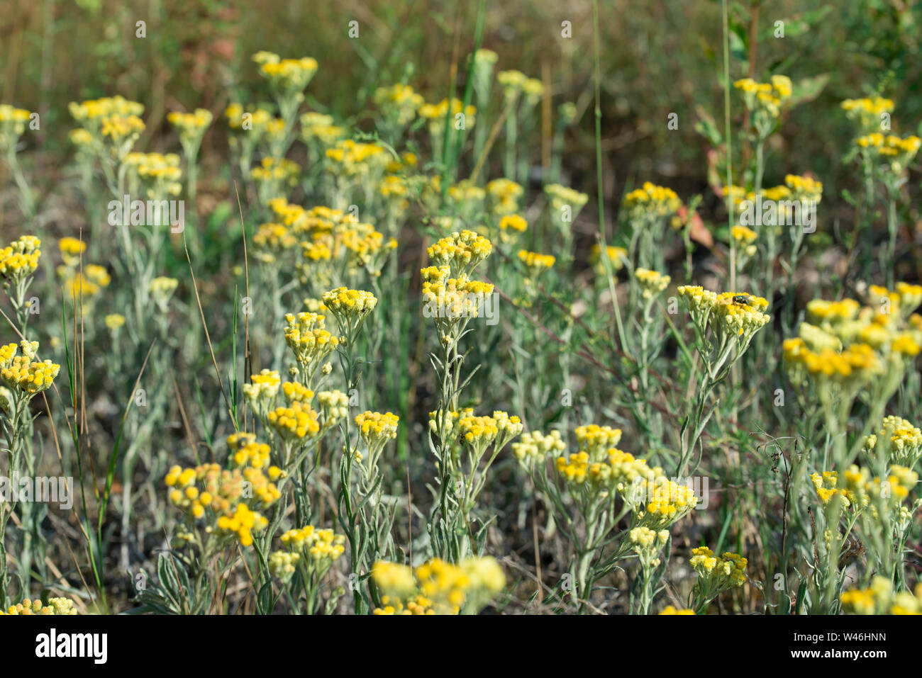 Helichrysum arenarium, dwarf everlast, immortelle yellow flowers closeup Stock Photo