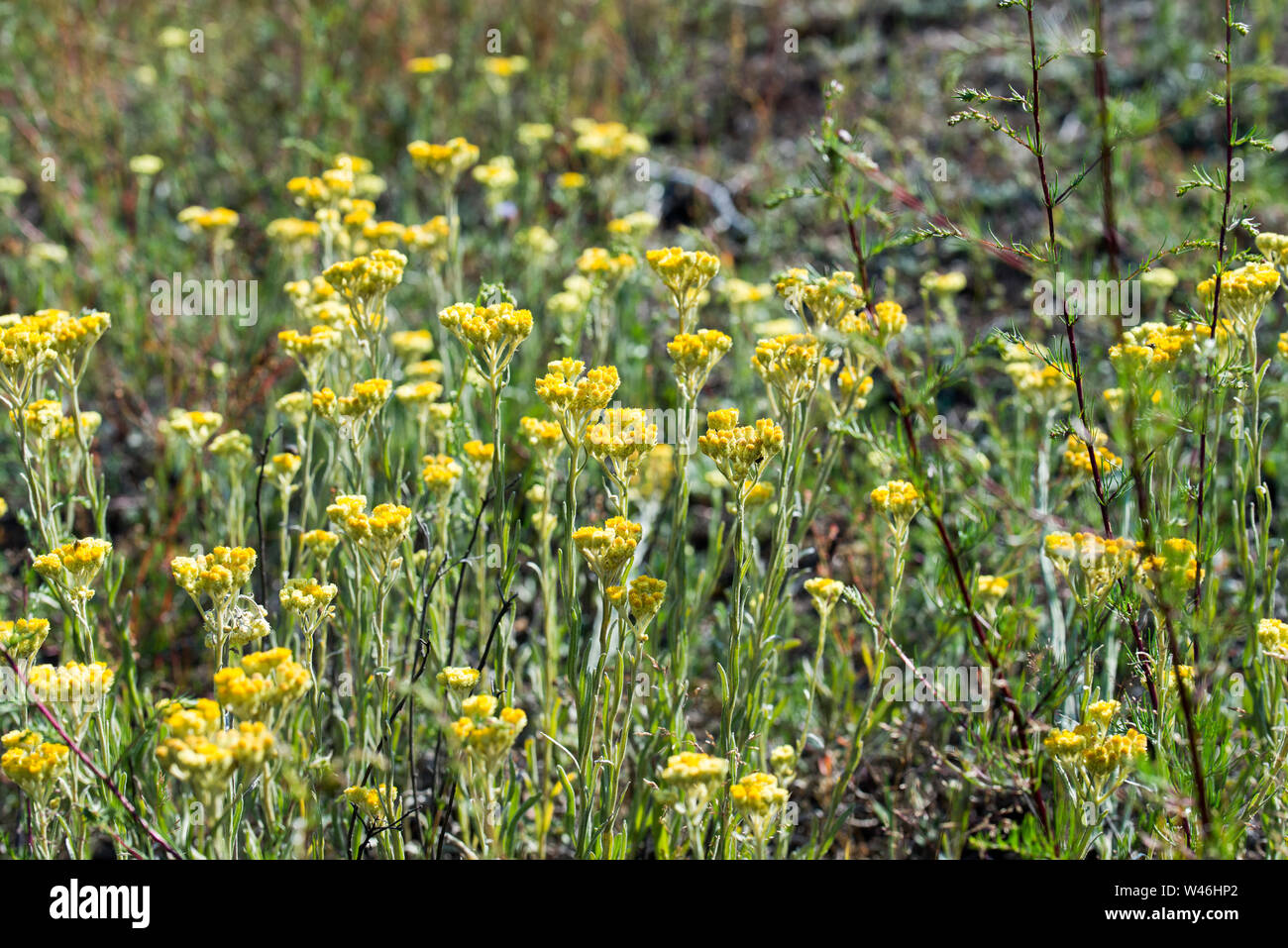 Helichrysum arenarium, dwarf everlast, immortelle yellow flowers closeup Stock Photo