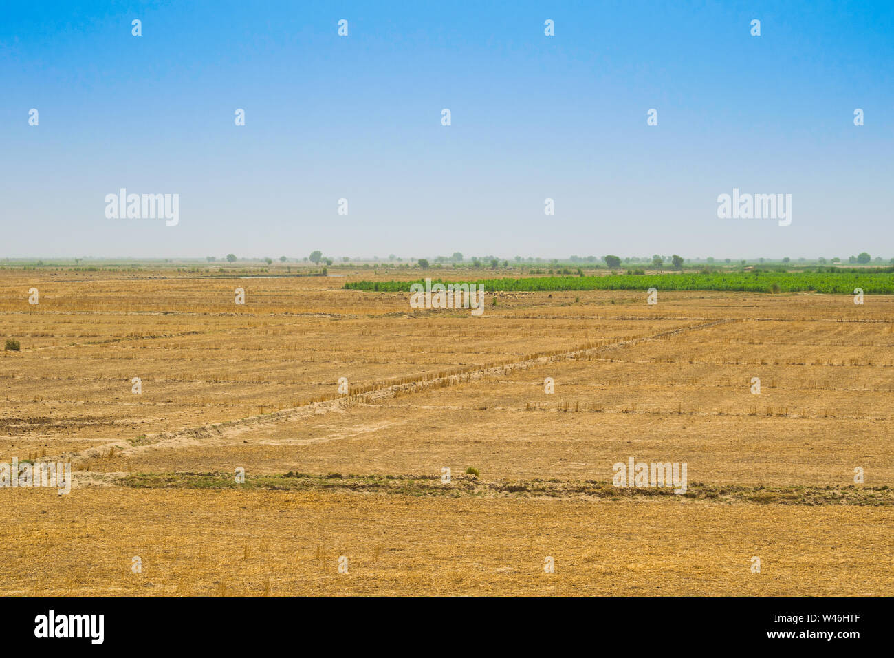 view of wheat field after harvest in rahim yar khan,pakistan.golden crop field after cutting. Stock Photo