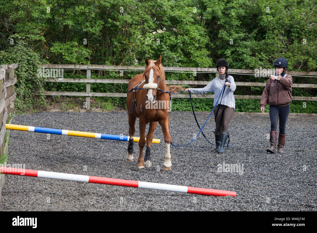 Long Lining a horse at a riding school, Hertfordshire,uk Stock Photo