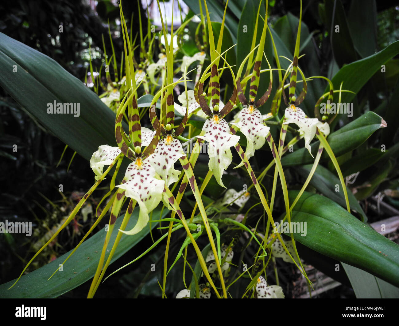 Brassia maculata orchid flowers in a botanical garden in Poland Stock Photo