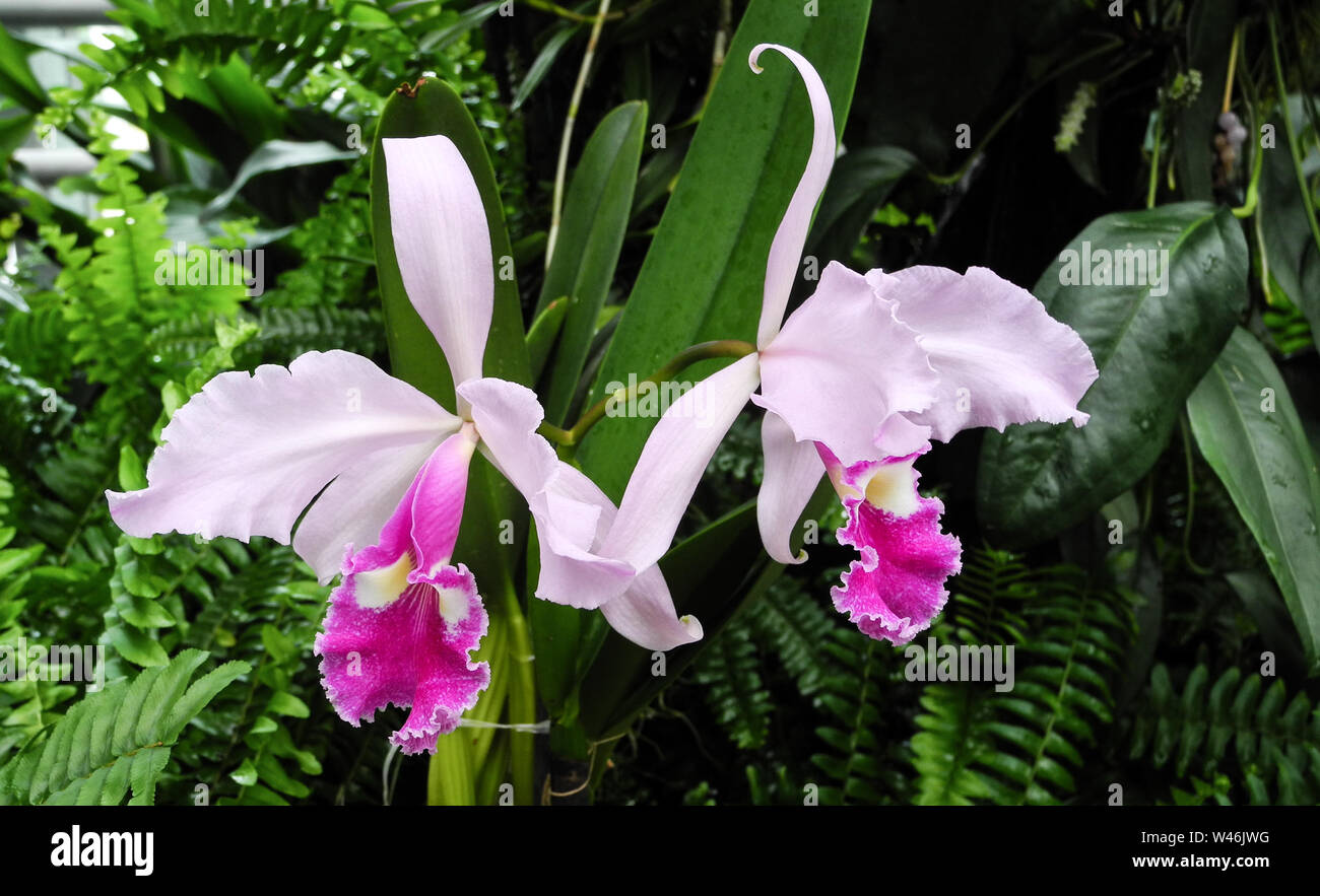 Cattleya labiata orchid flowers in a botanical garden in Poland Stock Photo  - Alamy
