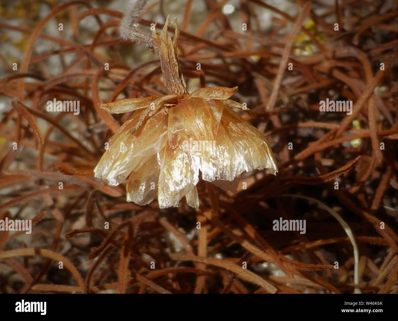 Thirft on Lundy Island sea cliff, beauty of decaying natural sculptural