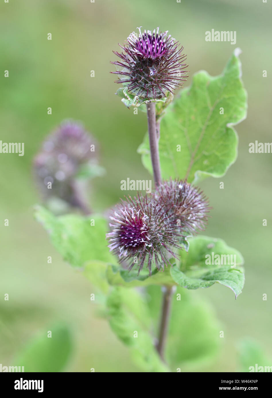 Flowering head of lesser burdock (Arctium minus) with purple florets and hooked bracts evolved for animal dispersion of seeds. Bedgebury Forest, Hawkh Stock Photo