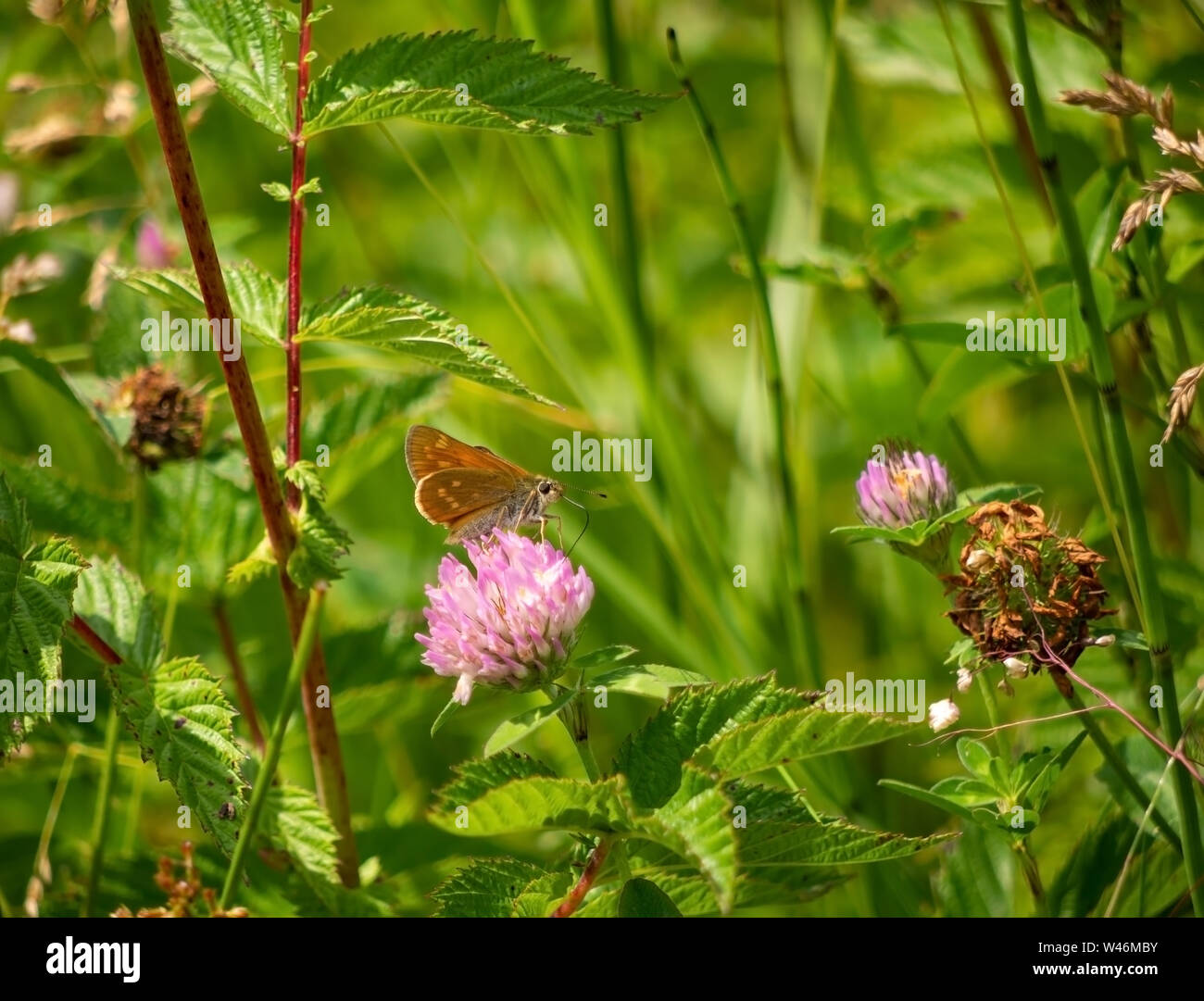 Large Skipper Butterfly, Ochlodes sylvanus, feedingon clover. Beautiful natural setting. Stock Photo