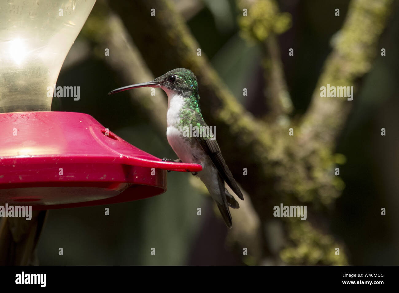 crowned woodnymph sucking on a red feeder in subtropical rain forest that covers the western slopes of the Andes in Ecuador. Stock Photo