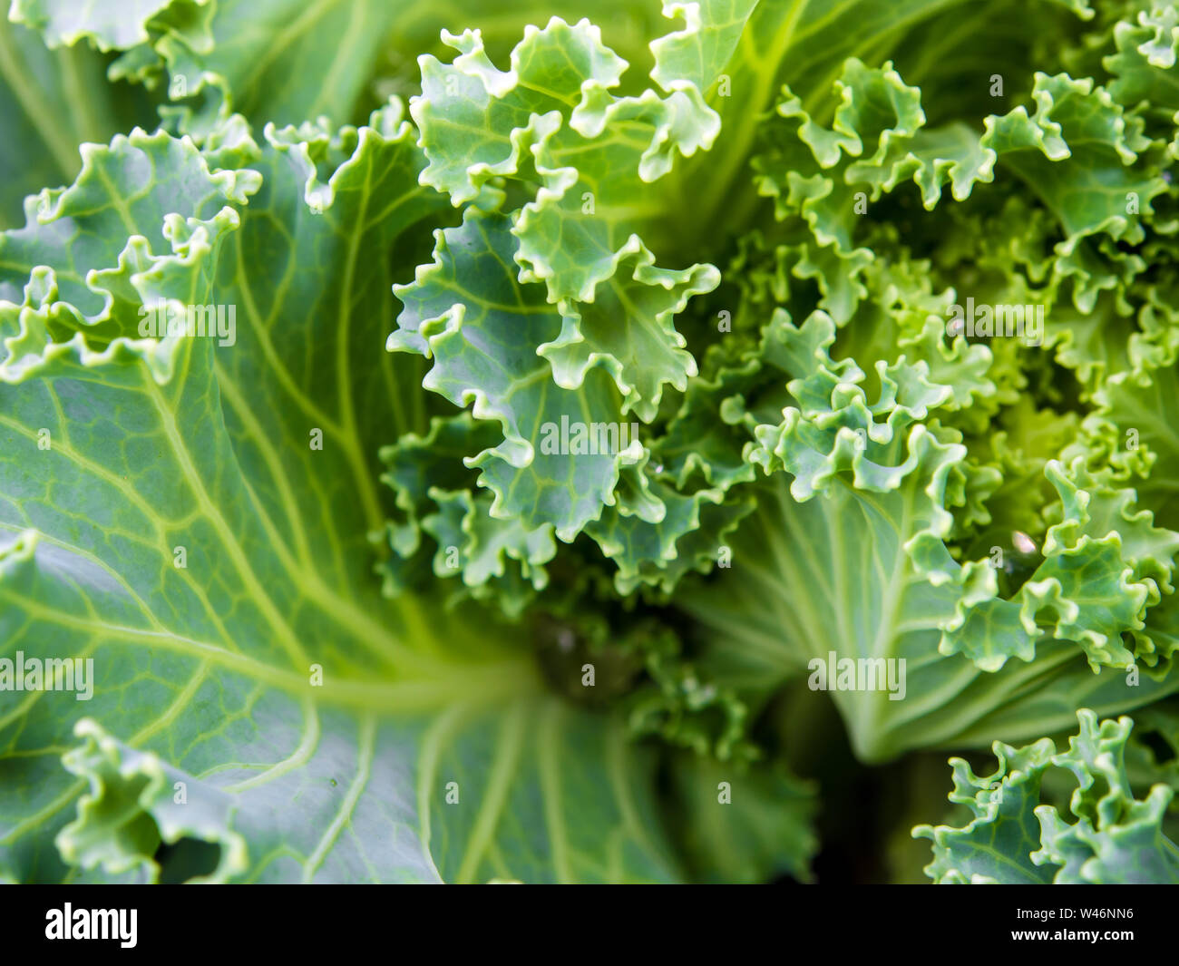 Freshness Ornamental Kale and cabbage Stock Photo Alamy