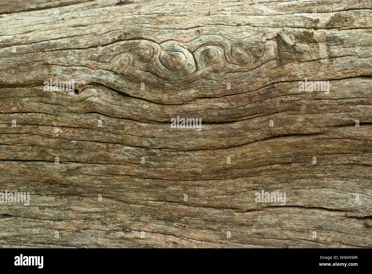 Texture of old stump Stock Photo