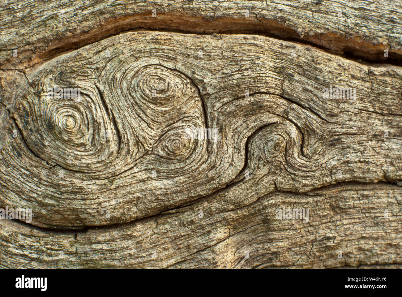Texture of old stump Stock Photo
