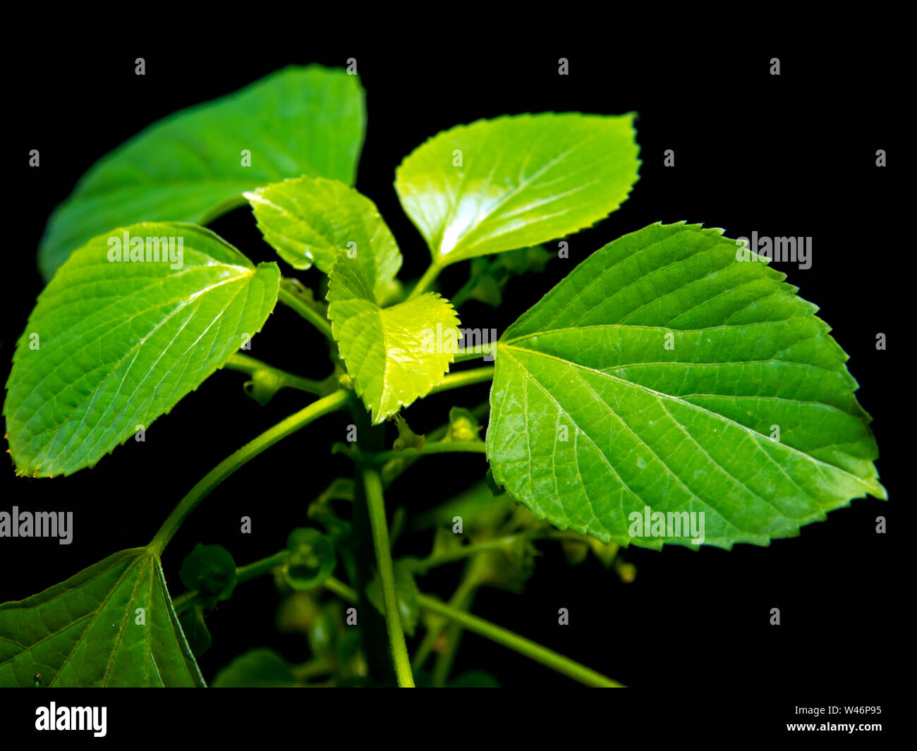 Fresh leaves of Indian acalypha copperleaf, Three-seeded mercury, in black background Stock Photo