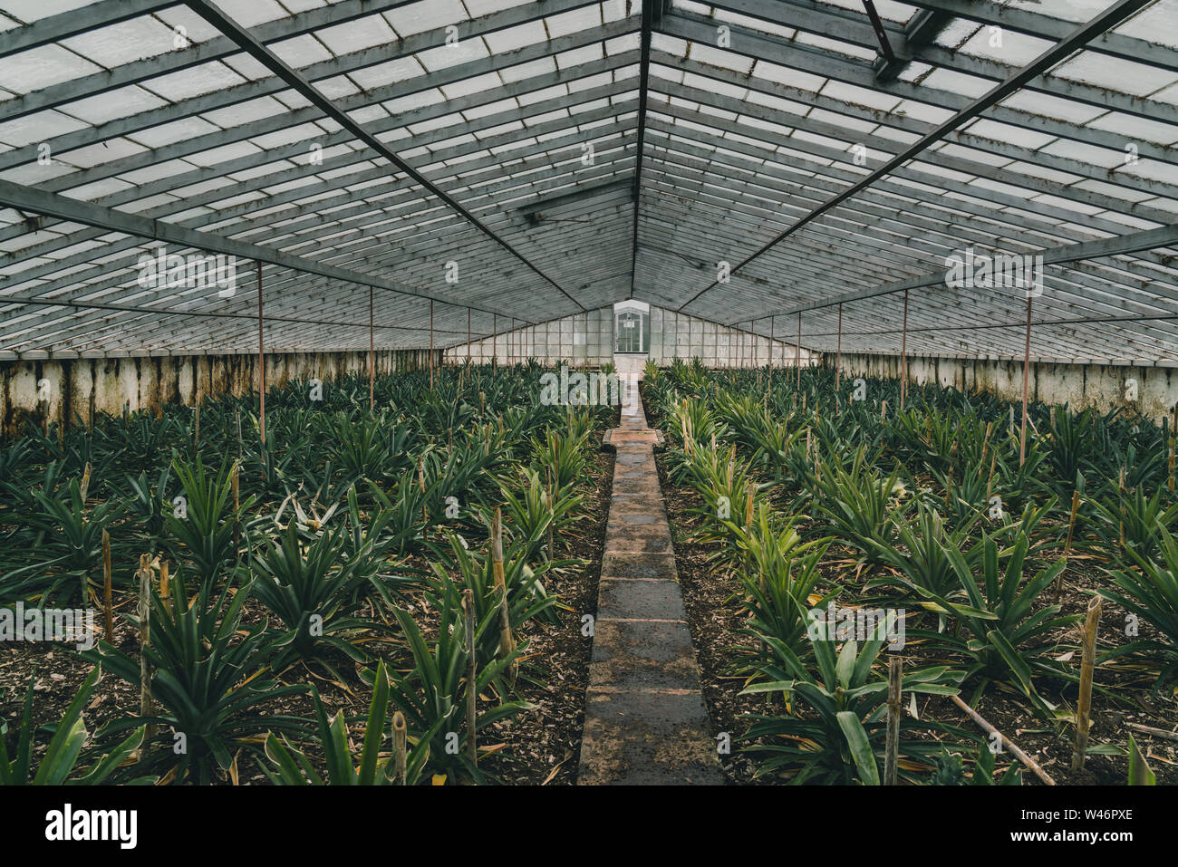 Rows of pineapple plant growing in plantation, Azores, Portugal