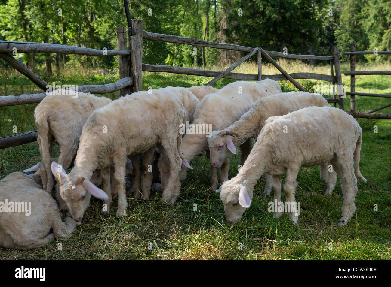 Sheep near shepherd's hut in the city Zakopane. Poland Stock Photo