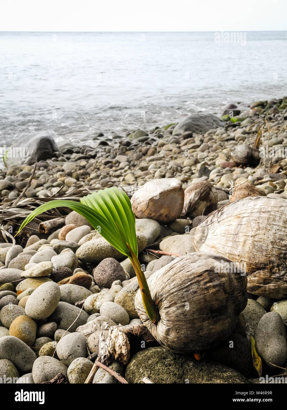 Coconut with palm leaves at the beach on Dominica Island in the