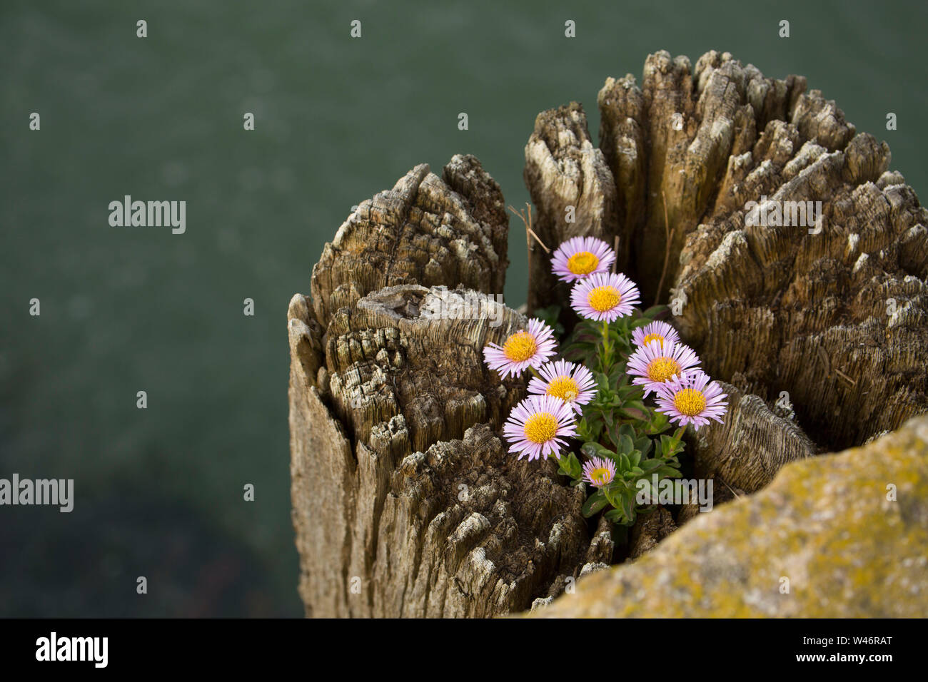 An example of Erigeron Glaucus, growing on top of a wooden piling alongside West Bay harbour in Dorset. The plant is known by several names such as se Stock Photo