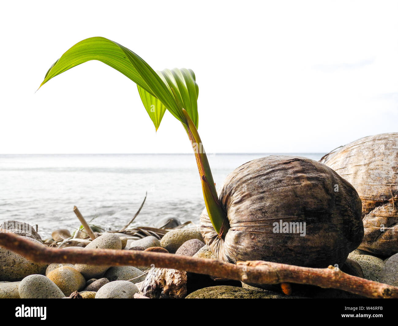 Coconut with palm leaves at the beach on Dominica Island in the
