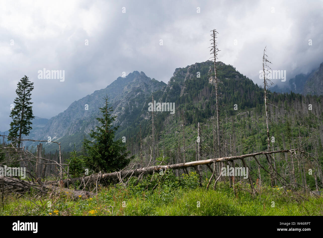 Studena dolina (Cold Valley) near Rainerova chata in Slovak Tatra Moutains Stock Photo