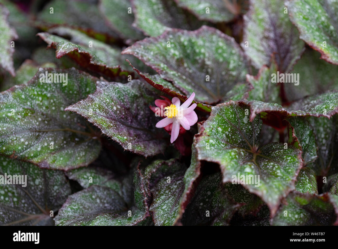 Begonia Morning Dew Flower Stock Photo
