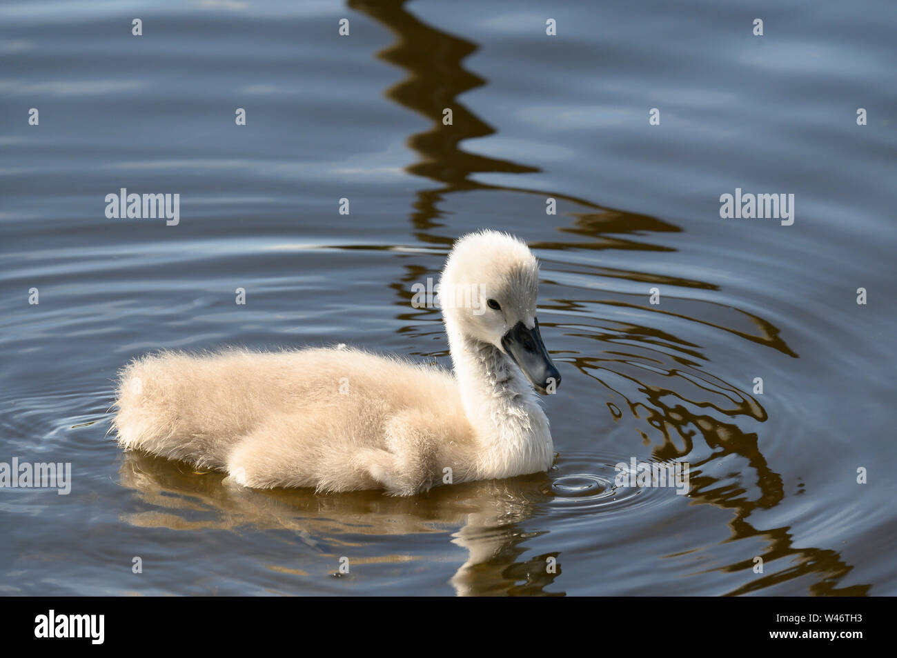 A Cygnet or better refered to as a young swan swimming around Stock Photo