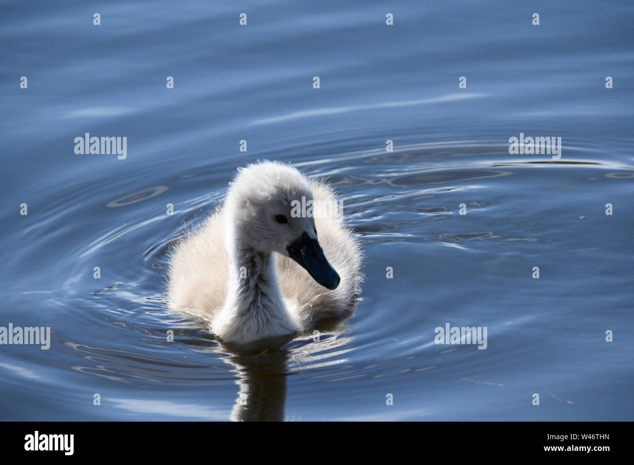 A Cygnet or better refered to as a young swan swimming around Stock Photo