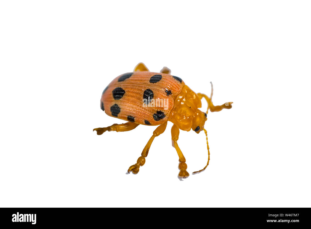 Side of Little Beetle (Epilachna) resting on white background Stock Photo