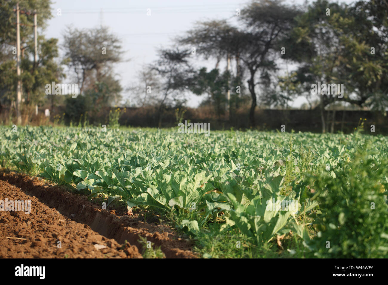 Cauliflower crop in a field Stock Photo Alamy