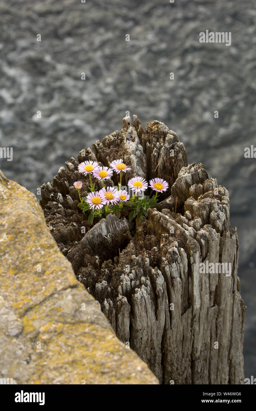 An example of Erigeron Glaucus, growing on top of a wooden piling alongside West Bay harbour in Dorset. The plant is known by several names such as se Stock Photo