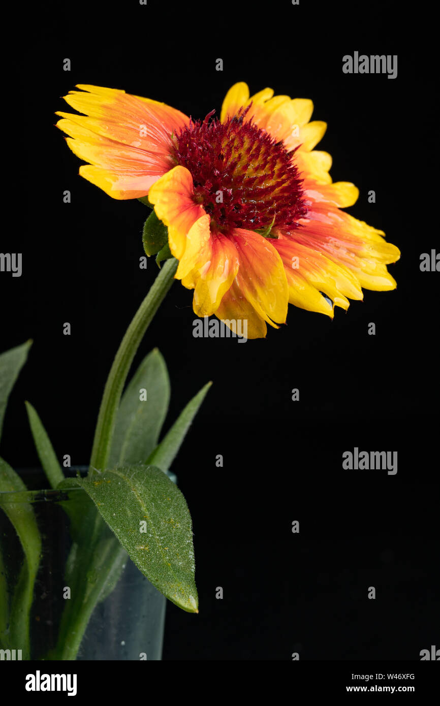 Gaillardia Pulchella On A Dark Table In A Glass Vase Beautiful Flowers Cut From The Home Garden Black Background Stock Photo Alamy