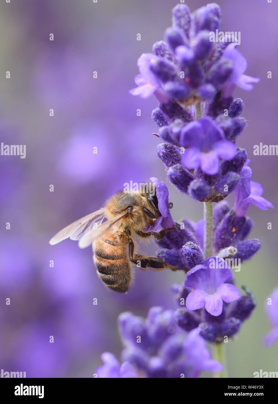 A honey bee (Apis mellifera) with its head buried in a lavender (Lavandula angustifolia) flower as it forages for pollen and nectar.  Bedgebury Forest Stock Photo