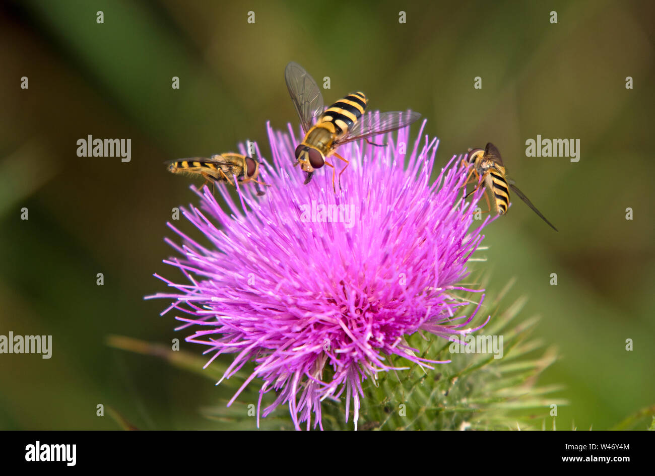 Hoverflies on a thistle, England, UK Stock Photo