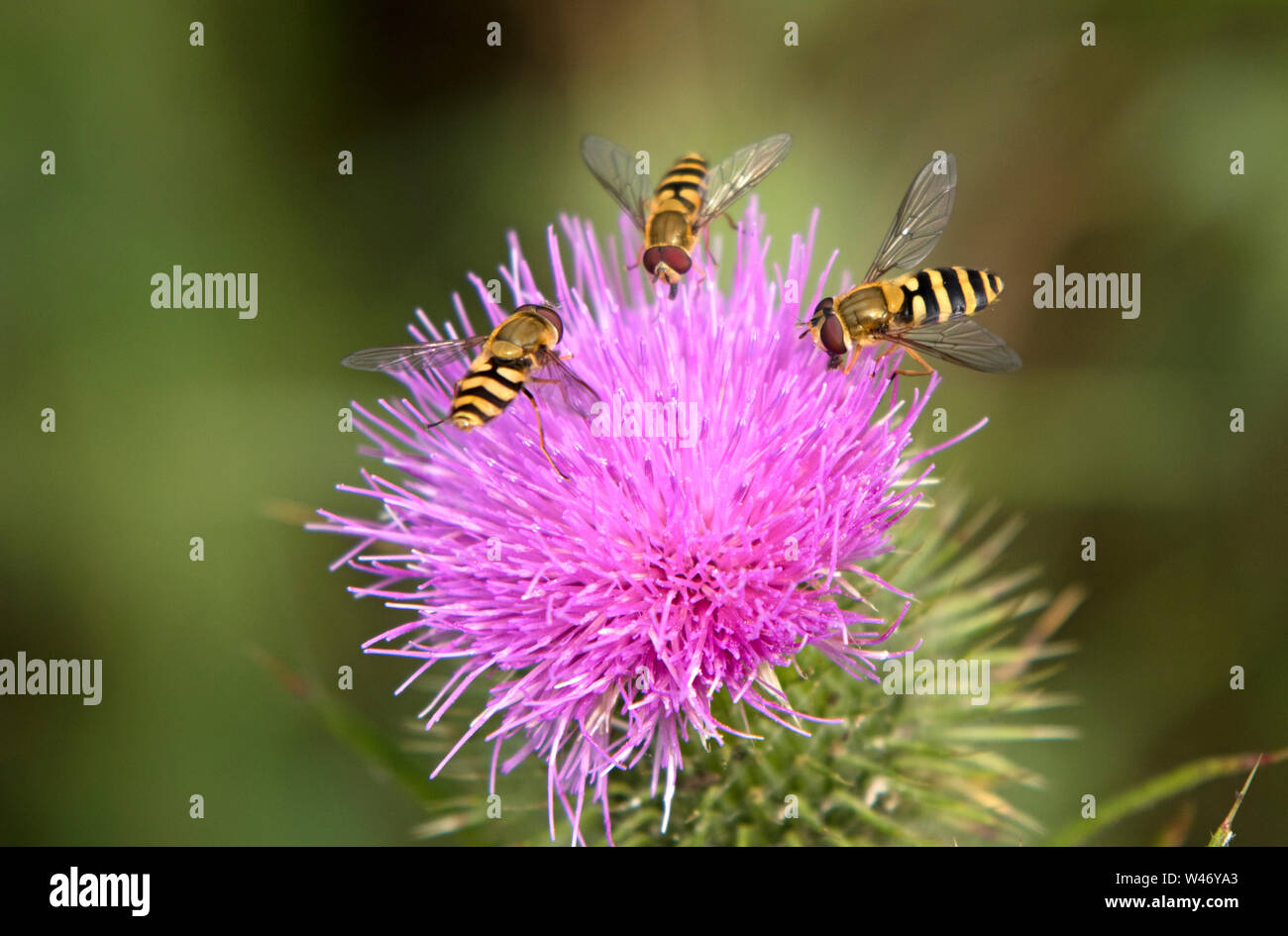 Hoverflies on a thistle, England, UK Stock Photo