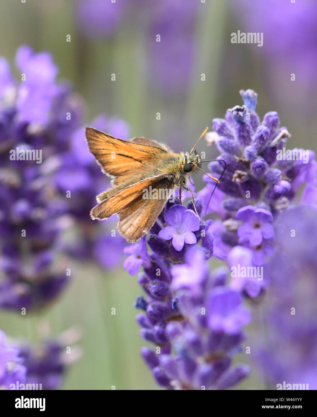 A small skipper butterfly (Thymelicus sylvestris)  feeding on nectar from a lavender (Lavandula angustifolia) flower.  Bedgebury Forest, Hawkhurst, Ke Stock Photo