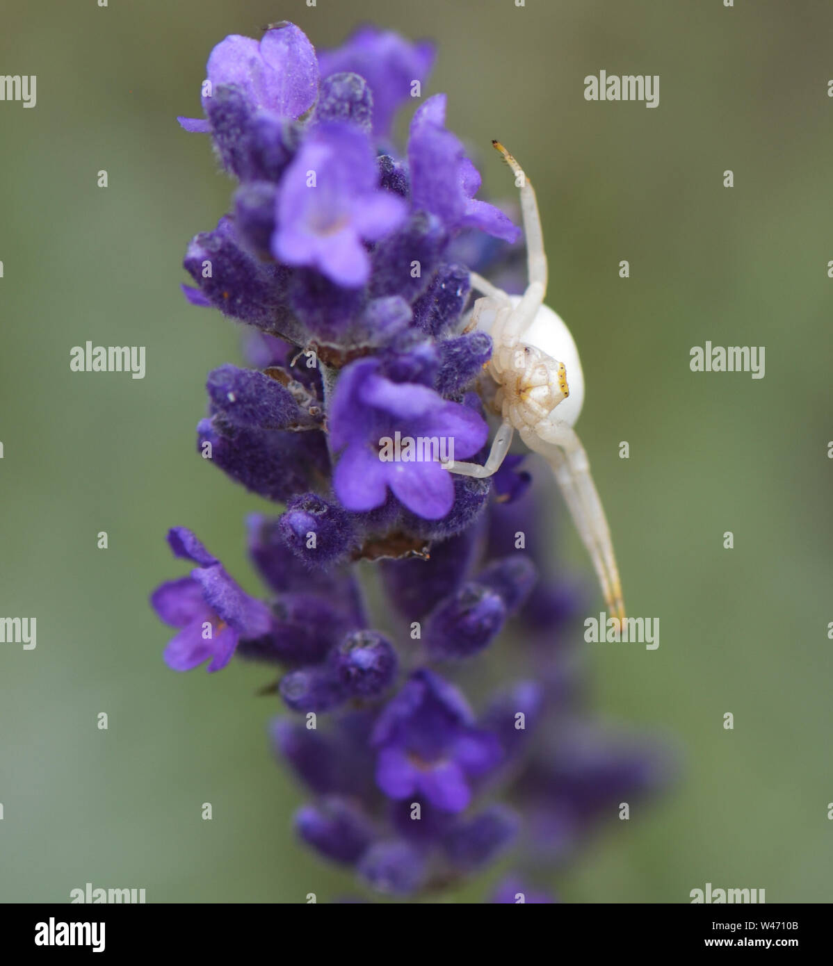 A badly camouflaged flower crab spider ( Misumena vatia) waits to ambush prey on a lavender (Lavandula angustifolia) flower.  Bedgebury Forest, Hawkhu Stock Photo