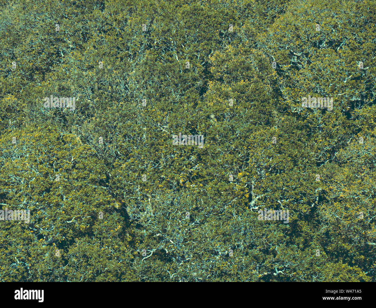 Tree canopy aerial hi-res stock photography and images - Alamy