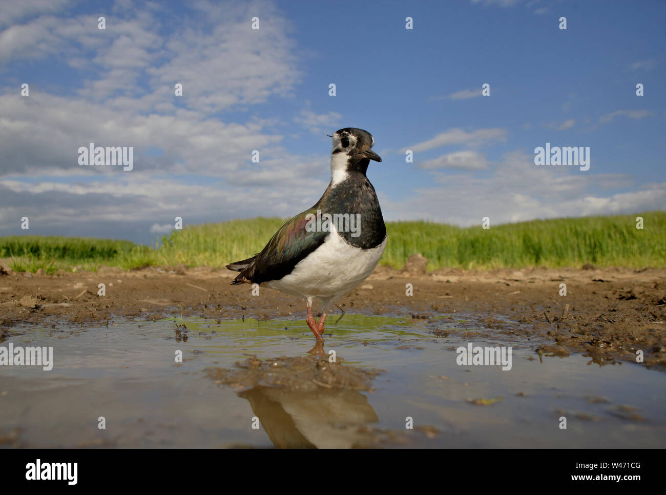 Northern Lapwing Vanellus Vanellus Ground Level POV Using A Sterable Northern lapwing vanellus vanellus ground level pov using a sterable