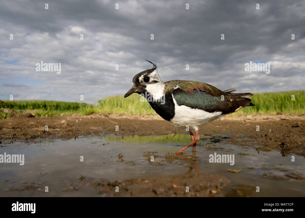Northern Lapwing Vanellus Vanellus Ground Level POV Using A Sterable Northern lapwing vanellus vanellus ground level pov using a sterable