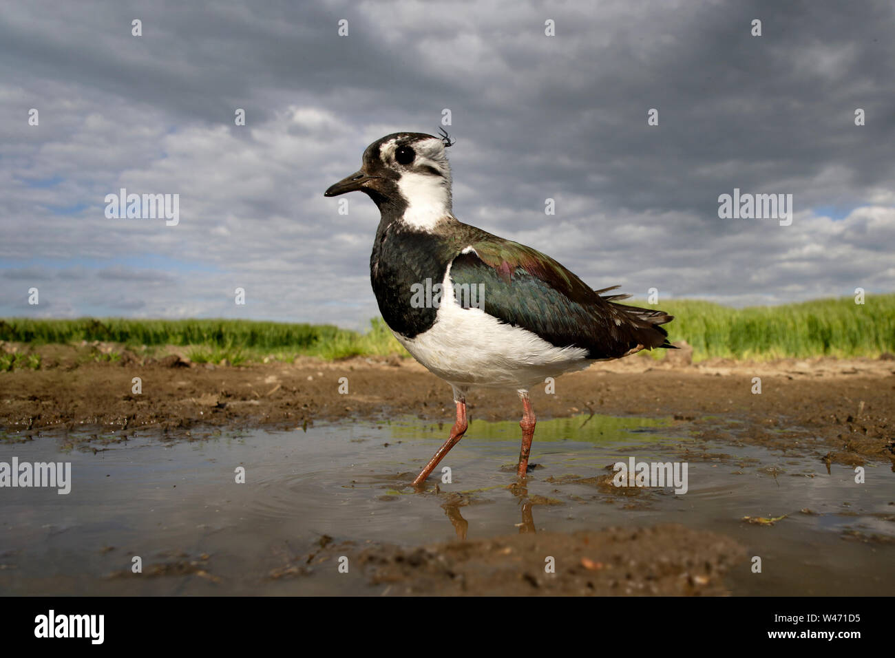 Northern Lapwing Vanellus Vanellus Ground Level POV Using A Sterable Northern lapwing vanellus vanellus ground level pov using a sterable