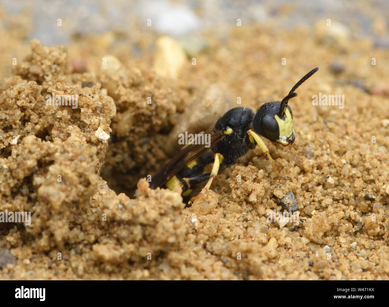 An ornate tailed digger wasp (Cerceris rybyensis) cautiously emerges from its burrow in builders’ sand between paving bricks. It is probably setting o Stock Photo