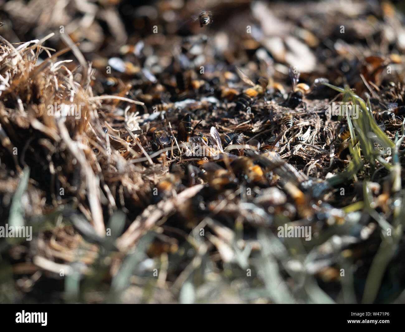close up group of bees in natural habitat with blurry background Stock ...