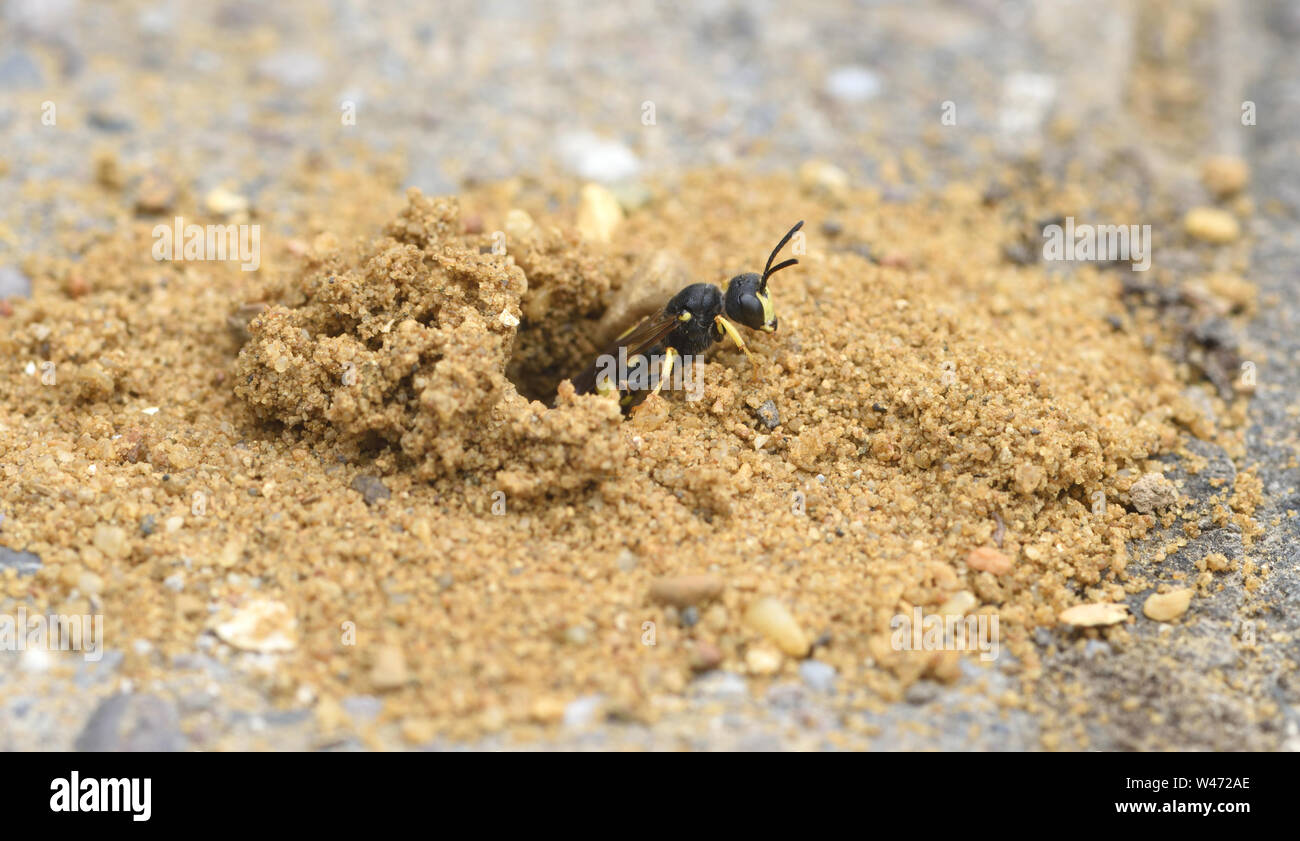 An ornate tailed digger wasp (Cerceris rybyensis) cautiously emerges from its burrow in builders’ sand between paving bricks. It is probably setting o Stock Photo