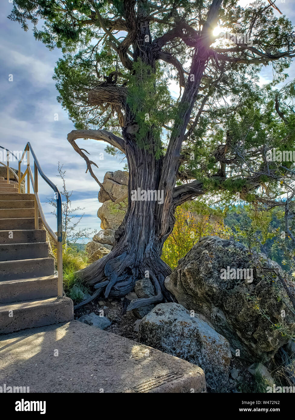 Tree growing out of the rocks at Walnut Canyon National Monument in