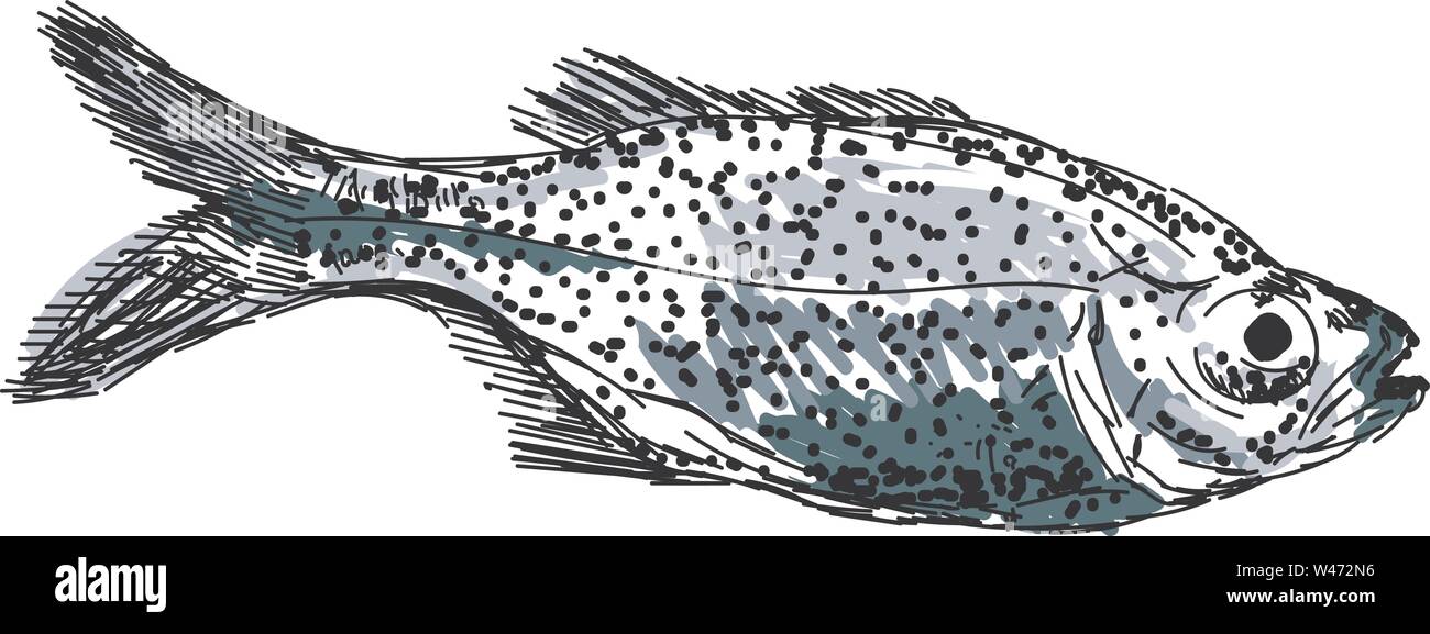 Aholehole fish, illustration, vector on white background. Stock Vector