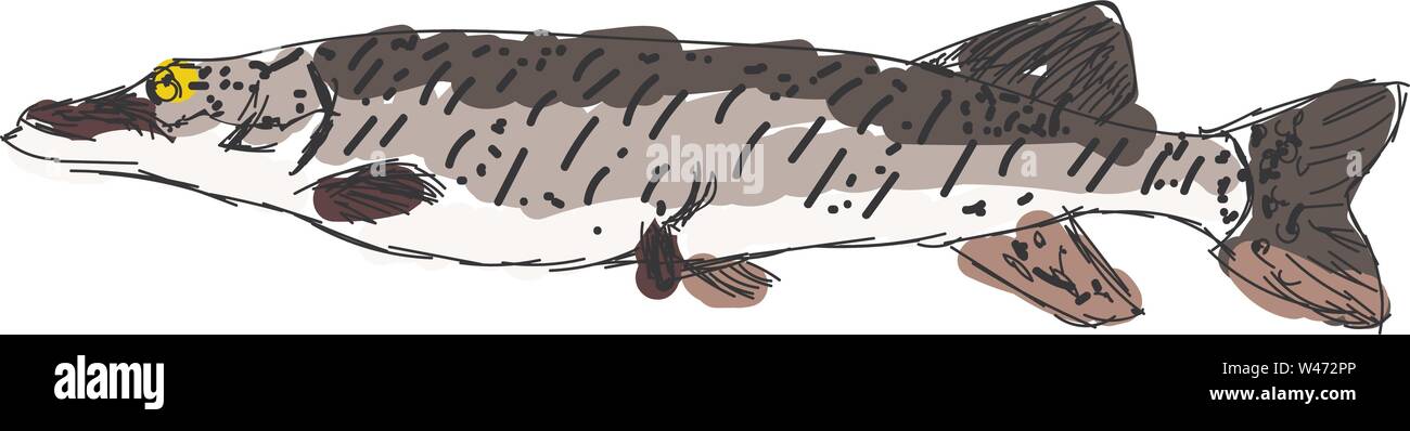 Amur pike, illustration, vector on white background. Stock Vector