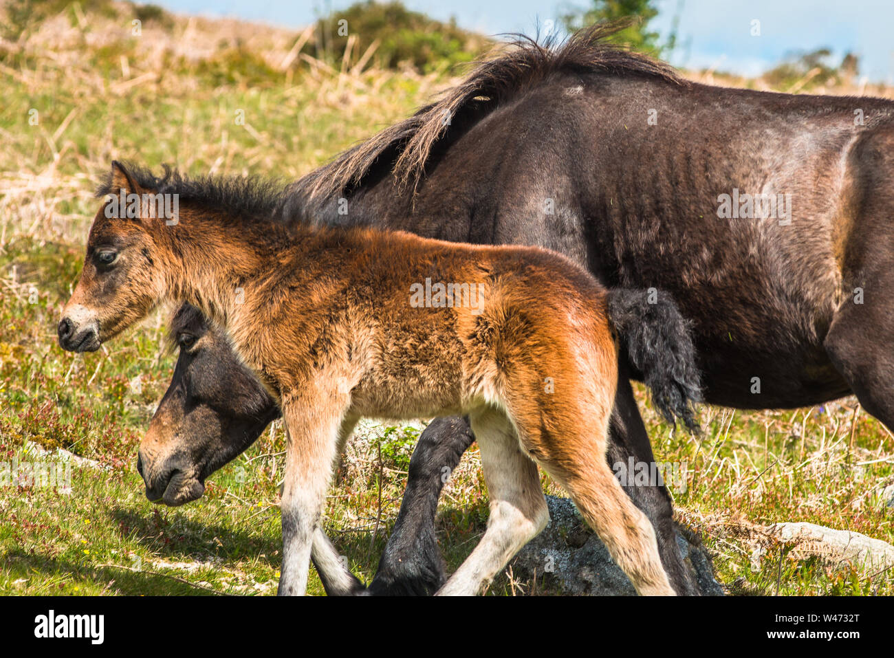 Dartmoor pony foal with mare in front of Haytor rock, Devon, West Country, England, UK. Stock Photo