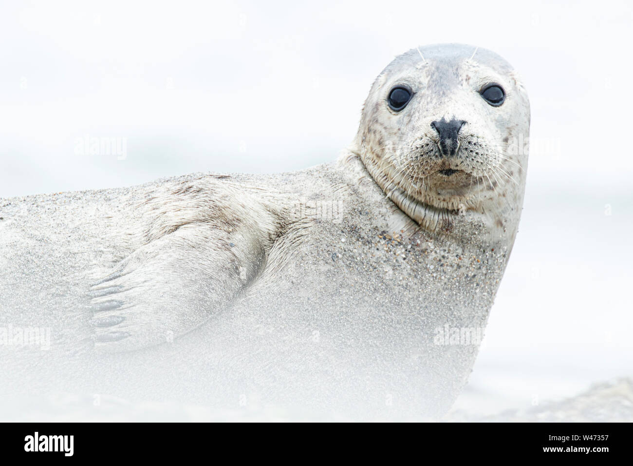 Grey Seal (Halichoerus grypus) portrait. Stock Photo