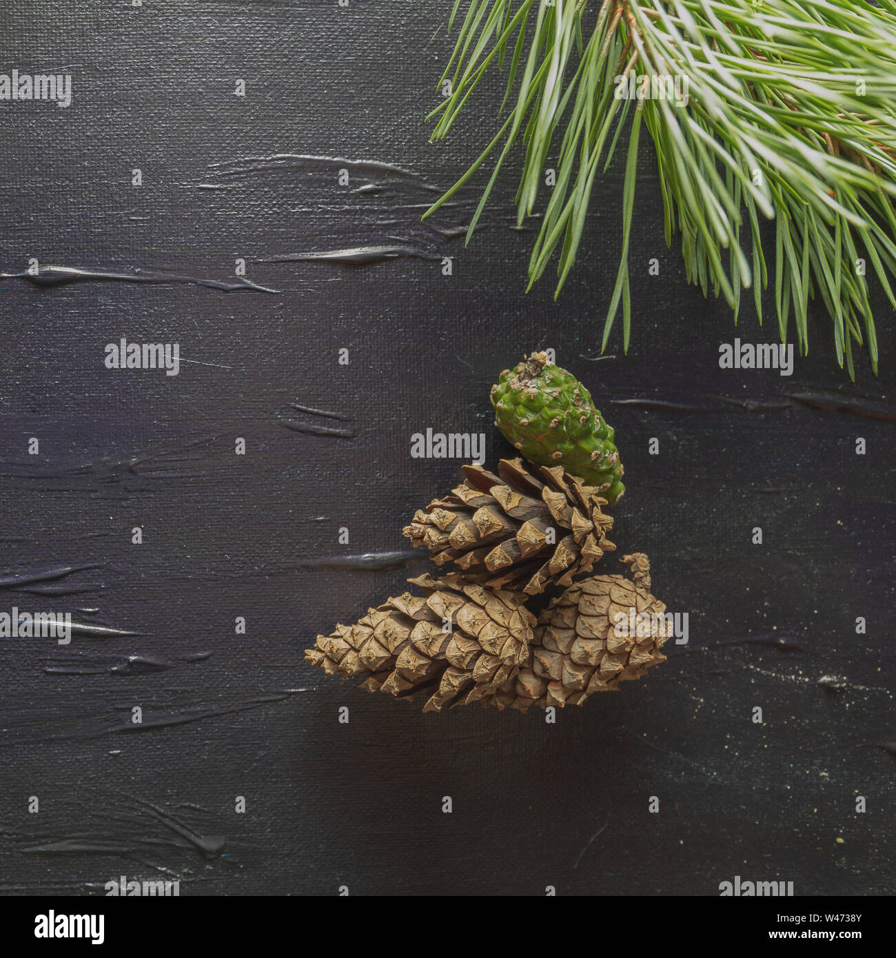 A black background with a pine motif. Cones and needles of a tree ...