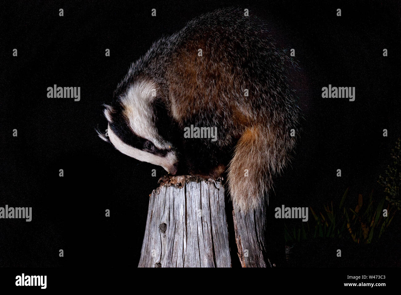 Badger on a log, Applecross, Scotland, UK Stock Photo